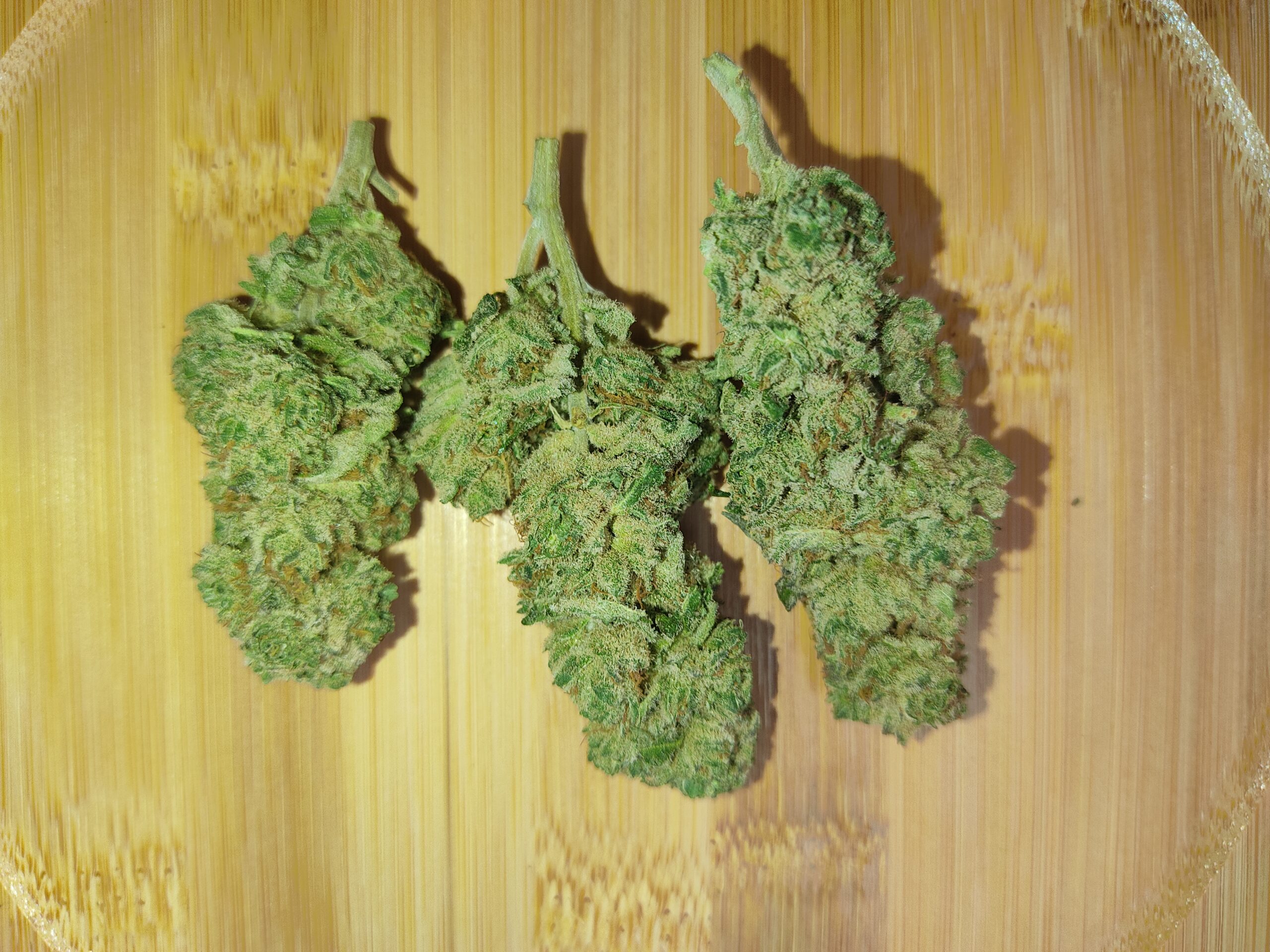 Blackberry Blackberry hydroponie